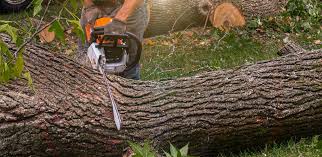 Best Grass Overseeding  in Gretna, VA