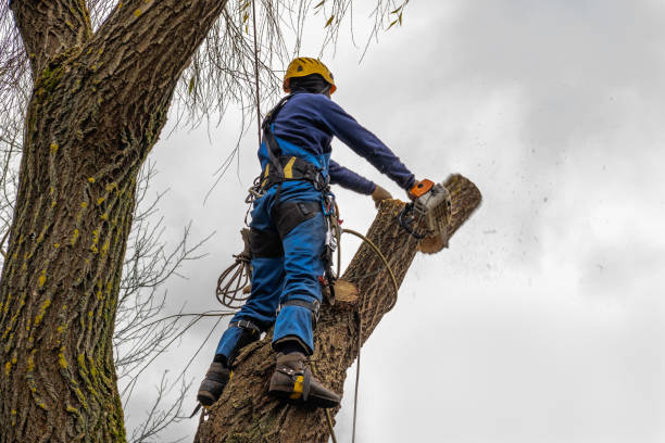 Best Hazardous Tree Removal  in Gretna, VA