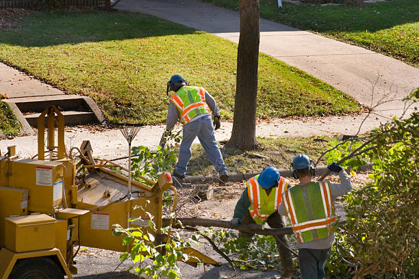 Reliable Gretna, VA Tree Services Solutions
