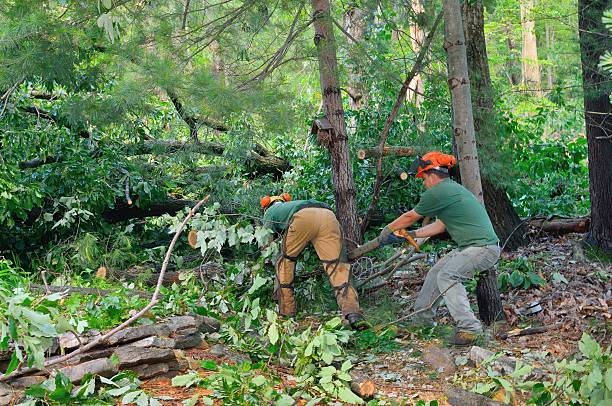 Leaf Removal in Gretna, VA