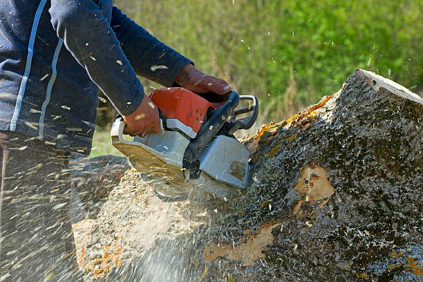 How Our Tree Care Process Works  in  Gretna, VA