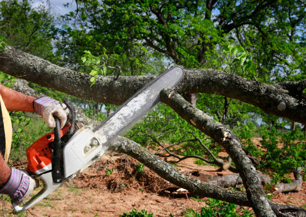  Gretna, VA Tree Services Pros